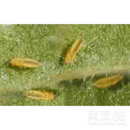 山東濰坊薊馬殺蟲劑產(chǎn)品批發(fā)——物美價(jià)廉，高效防治蔬菜與花卉害蟲