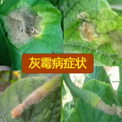 河南鄭州金水區(qū)腐霉利農(nóng)藥批發(fā)與零售市場分析