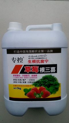 草莓苗高效移栽與病害防治全攻略 生根快、防爛根、促花芽