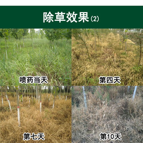 常見除草劑種類、應用與選購指南 從敵草快到草甘膦全面解析
