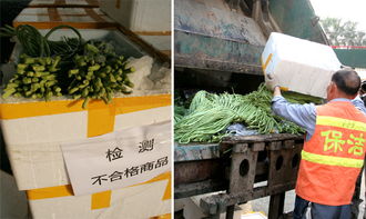 廣州依法集中銷毀農藥殘留超標豇豆，守護餐桌安全防線